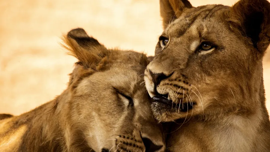 Lion & tiger