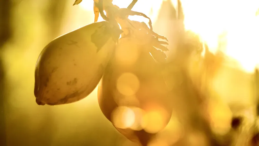 Food, the sun & the new Earth body
