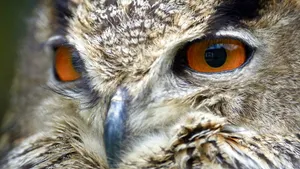 Wisdom & egoic compromise