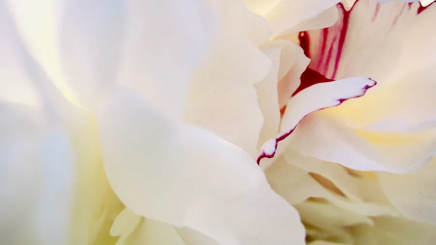 An initiation of tenderness