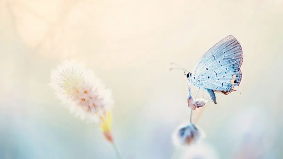 The nature of images
