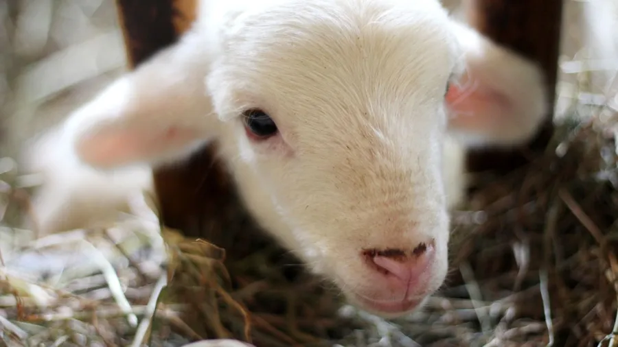 Food, pure love & no harm